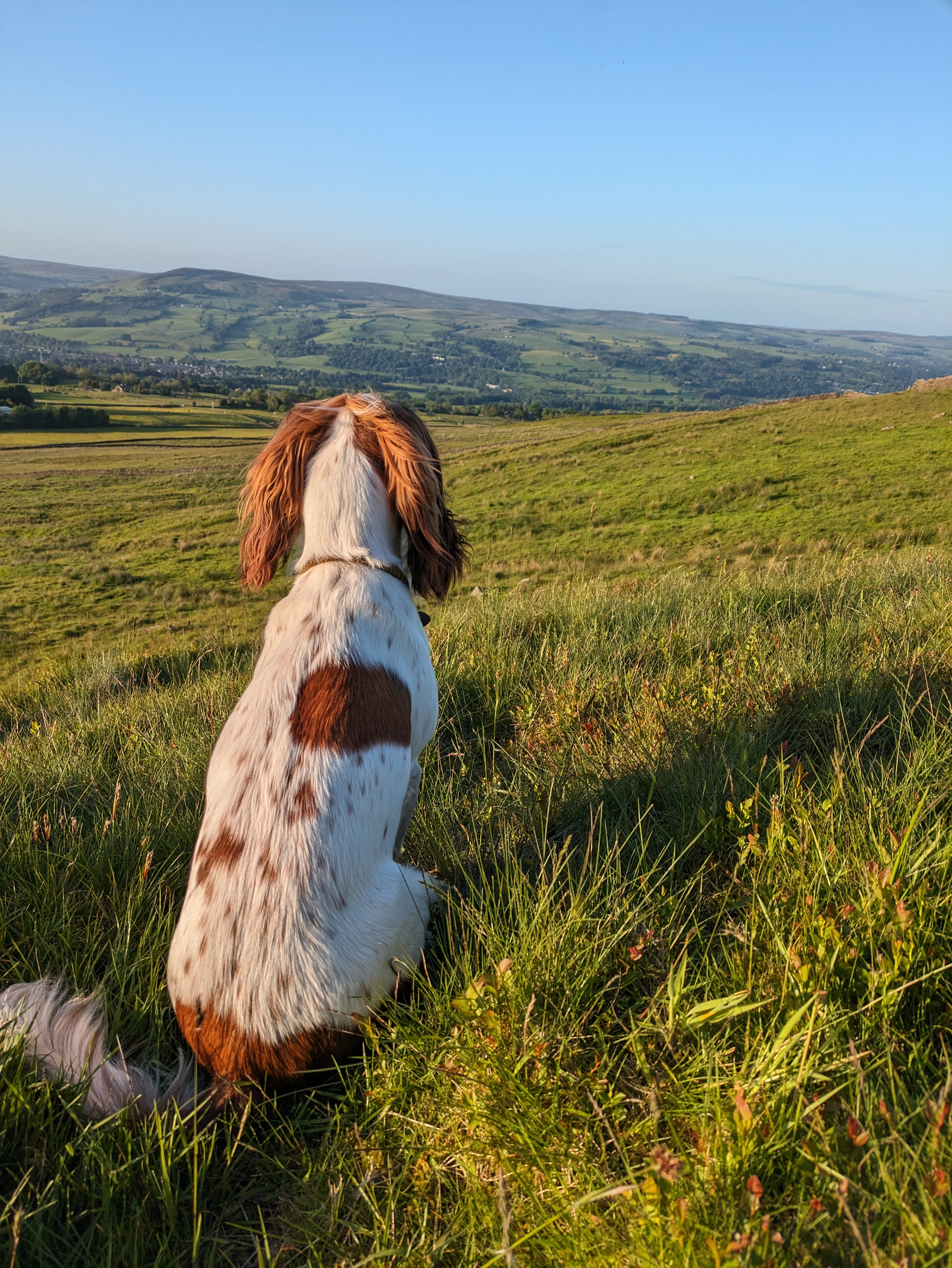 Dog in Yorkshire fields